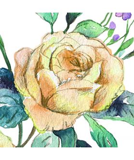 Obrazki róże na białym tle Roses