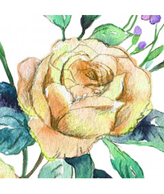 Obrazki róże na białym tle Roses