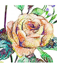 Obrazy z roślinami Botanika - Rysunek kredkami kwiaty Rysunek róży