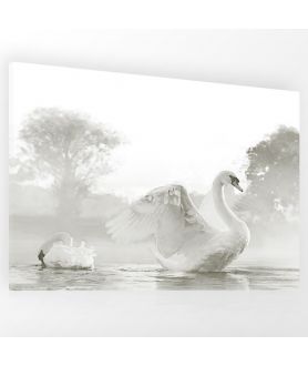 Obrazy zwierząt - Obraz Piękne łabędzie (1-częściowy) szeroki