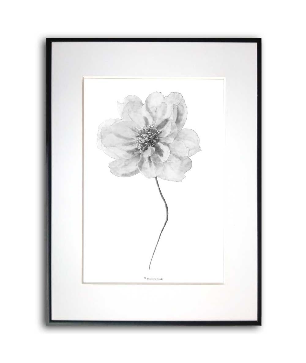 Plakat czarno biały do druku - Czarno biały akwarelowy kwiat piwonii
