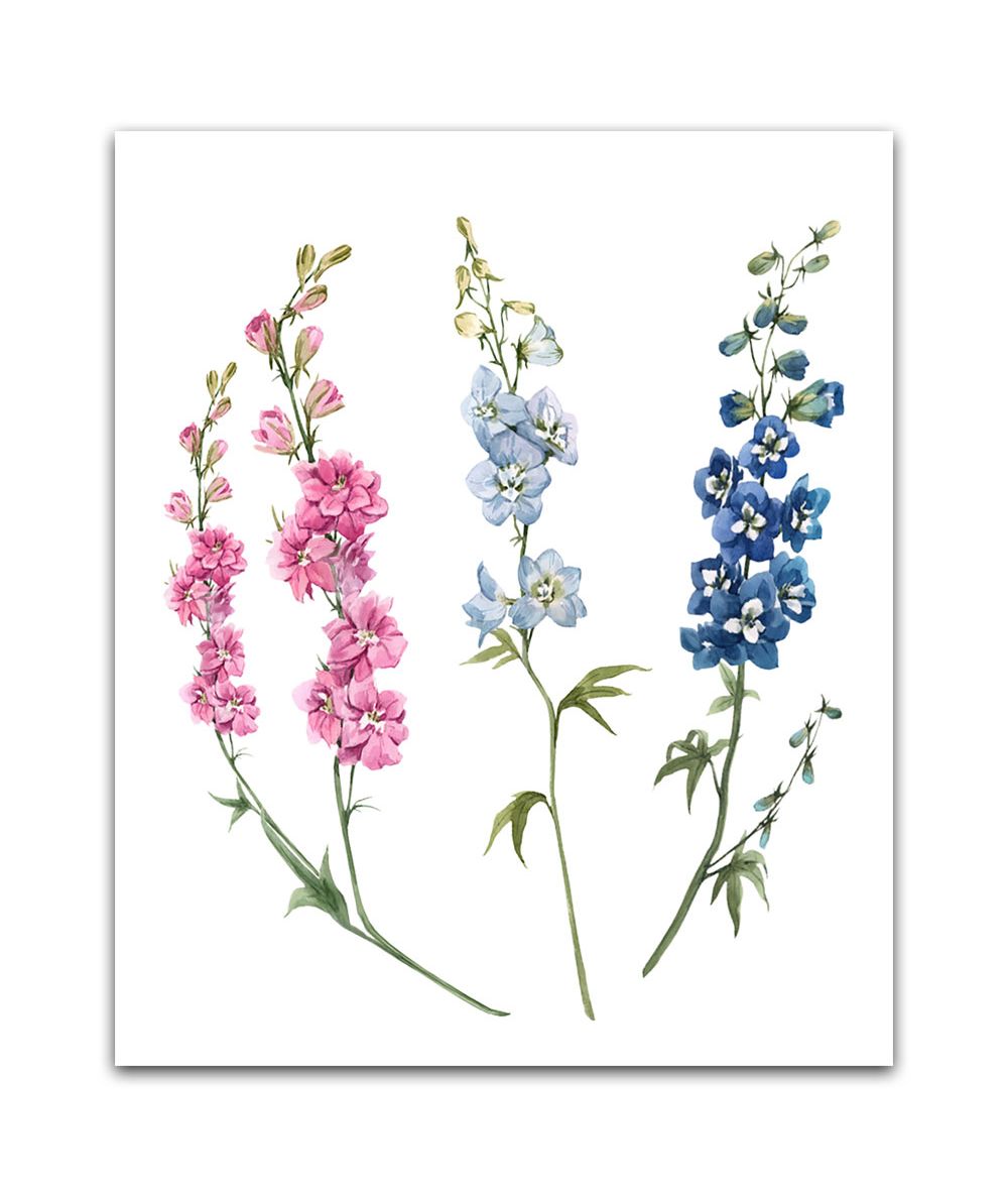 Obrazy z roślinami Botanika - Kwiaty ogrodowe obrazek Ostróżka niebieska i różowa