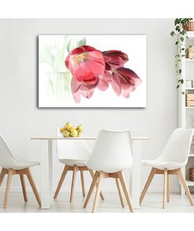 Obrazy na ścianę - Obraz na białym tle Tulipany romantyczne