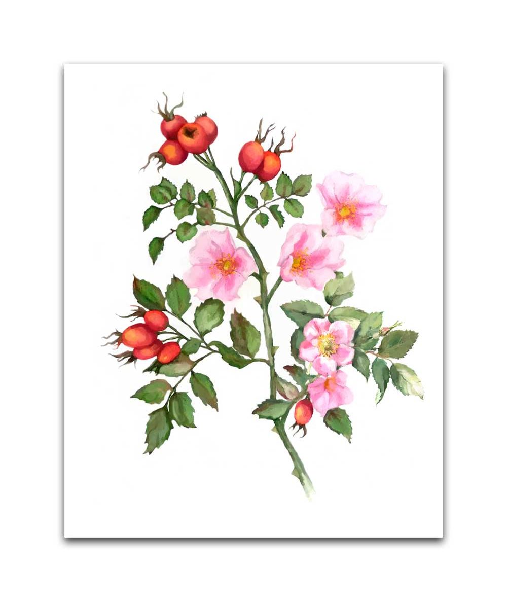 Obrazy na ścianę - Obrazek róży Róża dzika akwarela (pionowy)